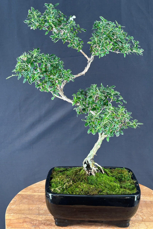 Trained Flowering Mount Fuji Serissa Bonsai Tree - (serissa foetida)