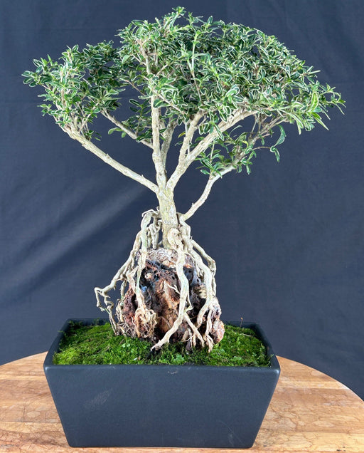Flowering Mount Fuji Serissa Bonsai Tree - Root Over Rock Style - (serissa foetida)