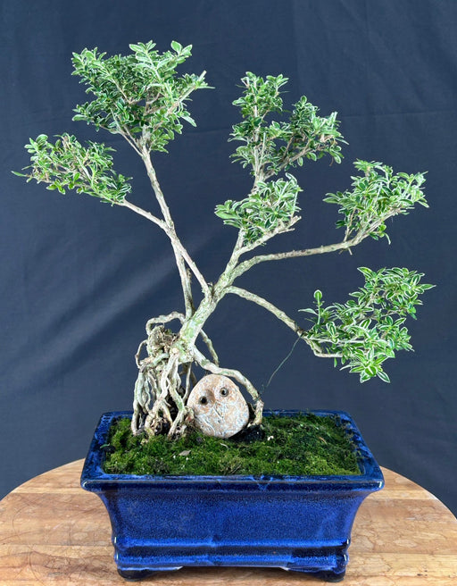 Trained Flowering Mount Fuji Serissa Bonsai Tree - Exposed Roots - (serissa foetida)
