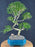 Trained Chinese Flowering White Serissa - Bonsai Tree of a Thousand Stars - (serissa japonica)