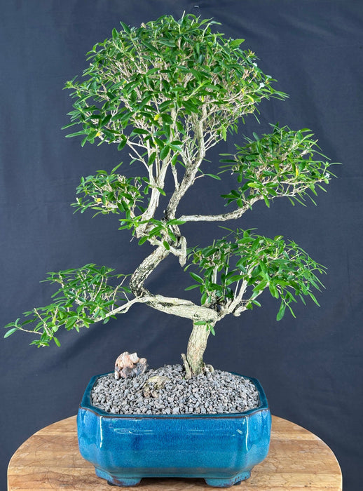 Trained Chinese Flowering White Serissa - Bonsai Tree of a Thousand Stars - (serissa japonica)