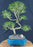 Trained Chinese Flowering White Serissa - Bonsai Tree of a Thousand Stars - (serissa japonica)