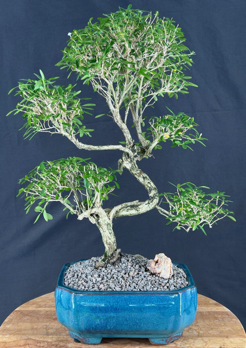 Trained Chinese Flowering White Serissa - Bonsai Tree of a Thousand Stars - (serissa japonica)