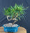 Trained Flowering Podocarpus Bonsai Tree - (podocarpus macrophyllus)