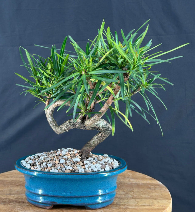 Trained Flowering Podocarpus Bonsai Tree - (podocarpus macrophyllus)