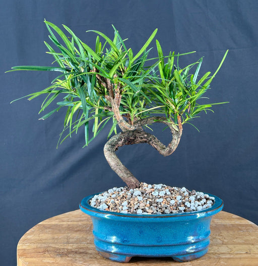 Trained Flowering Podocarpus Bonsai Tree - (podocarpus macrophyllus)