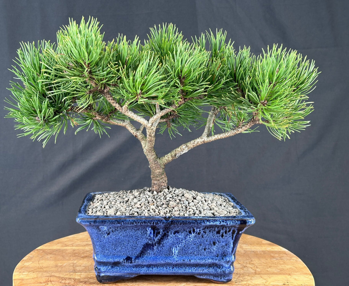 Mugo Pine Bonsai Tree - (pinus mugo 'valley cushion')