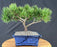 Mugo Pine Bonsai Tree - (pinus mugo 'valley cushion')