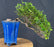 Cascading Sweet Plum Bonsai Tree - (sageretia theezans)