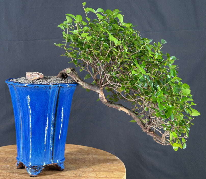 Cascading Sweet Plum Bonsai Tree - (sageretia theezans)