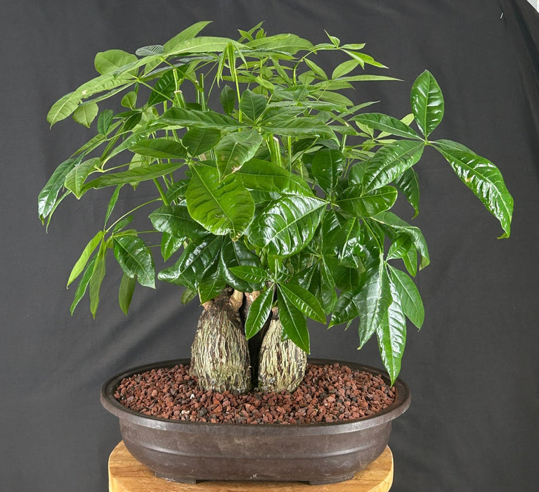 Money Bonsai Tree - Braided Trunk - (pachira aquatica)