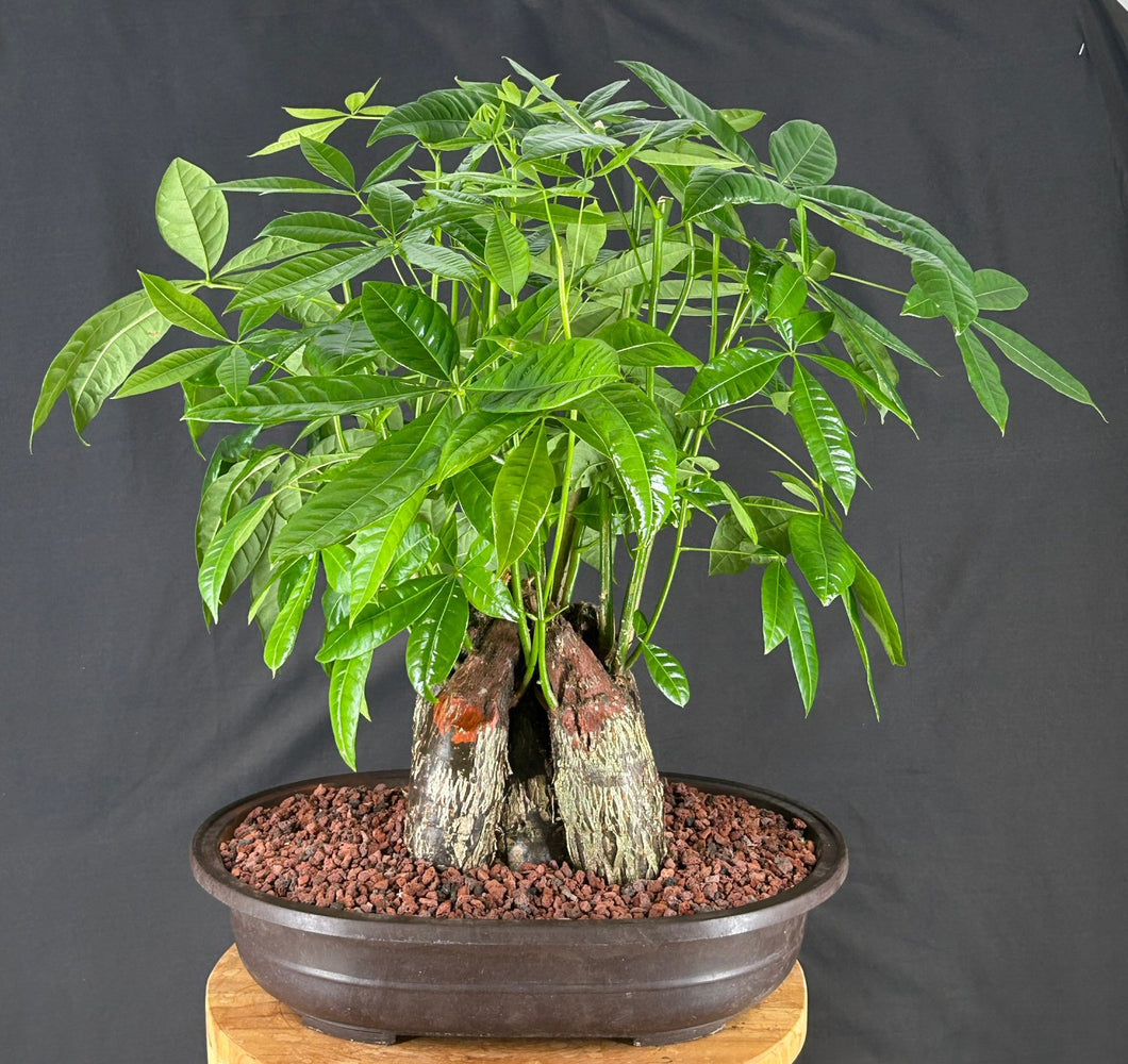 Money Bonsai Tree - Braided Trunk - (pachira aquatica)