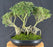 Flowering Mount Fuji Serissa Bonsai Tree - Exposed Root Forest Group - (serissa foetida)