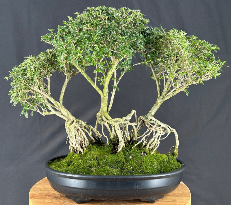 Flowering Mount Fuji Serissa Bonsai Tree - Exposed Root Forest Group - (serissa foetida)