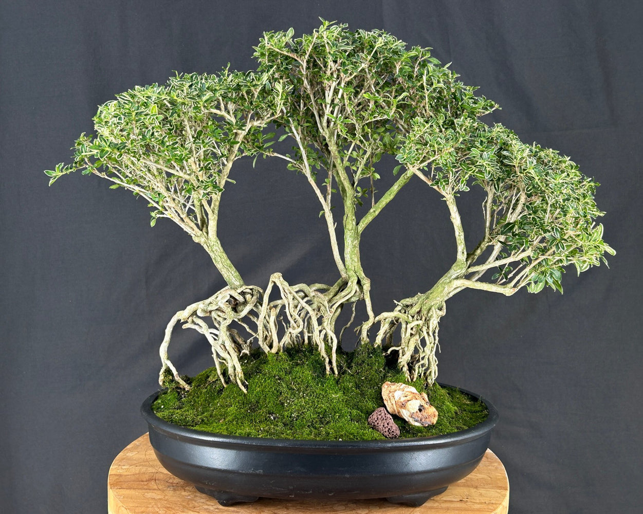 Flowering Mount Fuji Serissa Bonsai Tree - Exposed Root Forest Group - (serissa foetida)