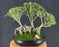 Flowering Mount Fuji Serissa Bonsai Tree - Exposed Root Forest Group - (serissa foetida)