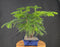 Norfolk Island Pine Bonsai Tree - (araucaria heterophila)