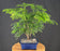 Norfolk Island Pine Bonsai Tree - (araucaria heterophila)
