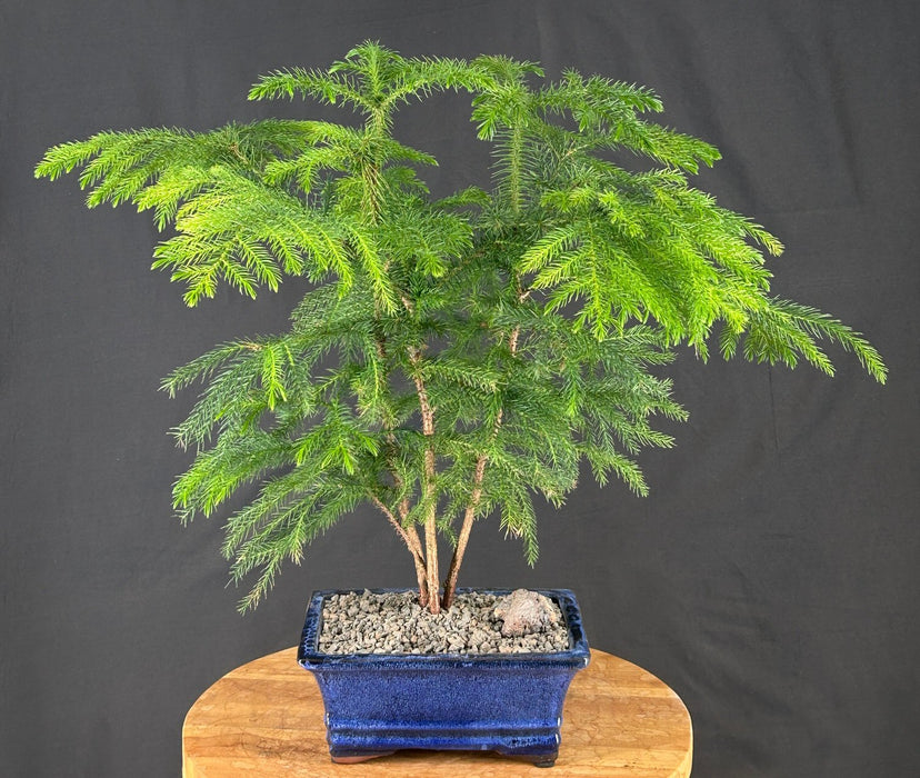 Norfolk Island Pine Bonsai Tree - (araucaria heterophila)