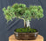 Mugo Pine Bonsai Tree - (pinus mugo 'valley cushion')