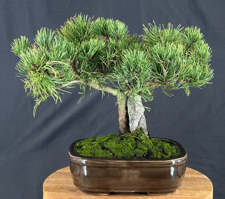 Mugo Pine Bonsai Tree - (pinus mugo 'valley cushion')