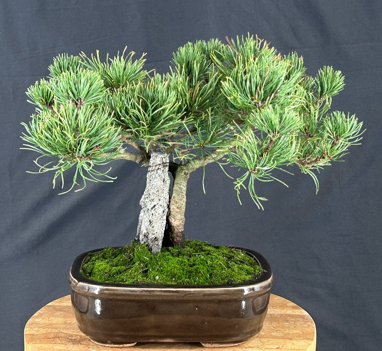 Mugo Pine Bonsai Tree - (pinus mugo 'valley cushion')