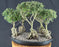 Flowering Mount Fuji Serissa Bonsai Tree - Exposed Root Five Tree Forest Group - (serissa foetida)
