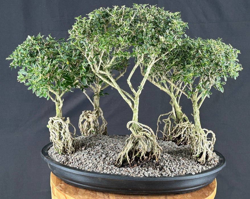 Flowering Mount Fuji Serissa Bonsai Tree - Exposed Root Five Tree Forest Group - (serissa foetida)