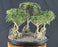 Flowering Mount Fuji Serissa Bonsai Tree - Exposed Root Five Tree Forest Group - (serissa foetida)
