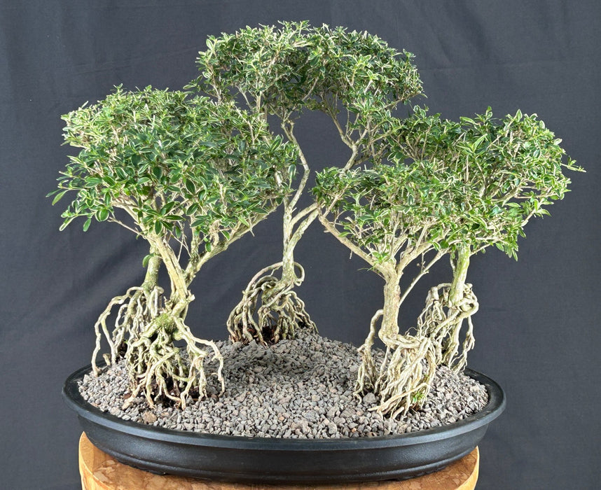 Flowering Mount Fuji Serissa Bonsai Tree - Exposed Root Five Tree Forest Group - (serissa foetida)