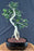 Lime Prickly Ash Bonsai Tree - (Zanthoxylum fagara)