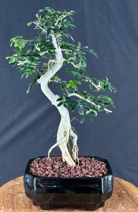 Lime Prickly Ash Bonsai Tree - (Zanthoxylum fagara)