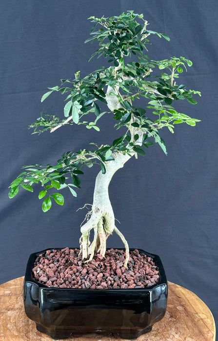 Lime Prickly Ash Bonsai Tree - (Zanthoxylum fagara)