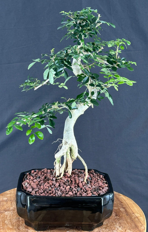 Lime Prickly Ash Bonsai Tree - (Zanthoxylum fagara)