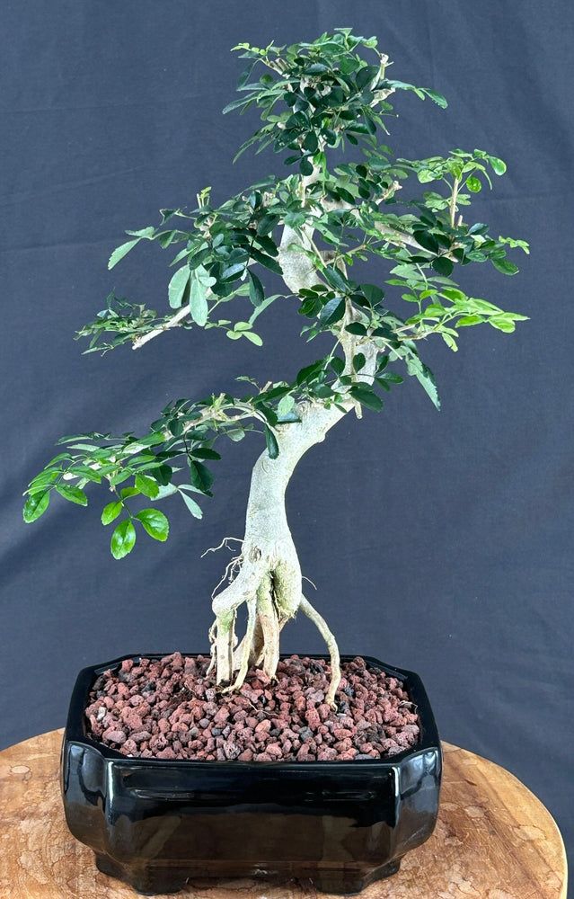 Lime Prickly Ash Bonsai Tree - (Zanthoxylum fagara)