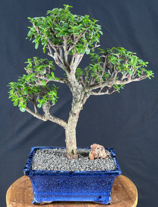 Baby Jade Bonsai Tree - (Portulacaria Afra)
