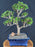 Baby Jade Bonsai Tree - (Portulacaria Afra)