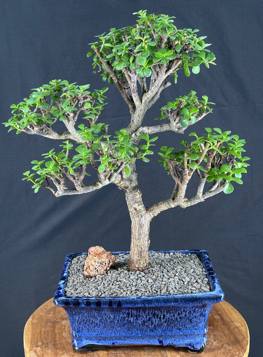 Baby Jade Bonsai Tree - (Portulacaria Afra)
