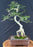 Lime Prickly Ash Bonsai Tree - (Zanthoxylum fagara)
