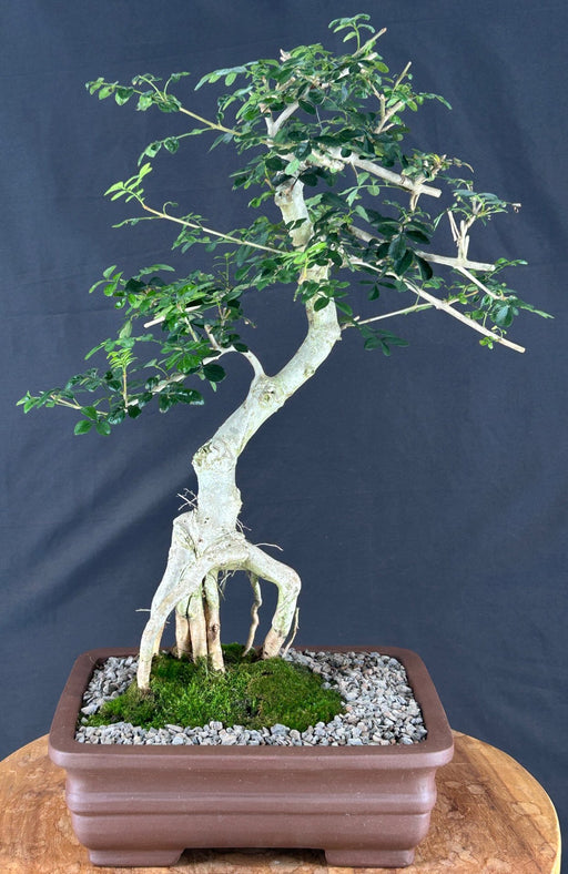 Lime Prickly Ash Bonsai Tree - (Zanthoxylum fagara)