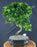 Flowering Fukien Tea Bonsai Tree - (ehretia microphylla)