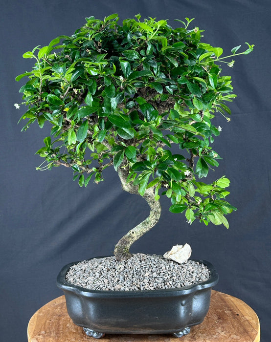 Flowering Fukien Tea Bonsai Tree - (ehretia microphylla)
