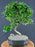 Flowering Fukien Tea Bonsai Tree - (ehretia microphylla)