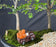 Flowering Three Tree Bonsai Forest Group