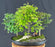 Flowering Three Tree Bonsai Forest Group