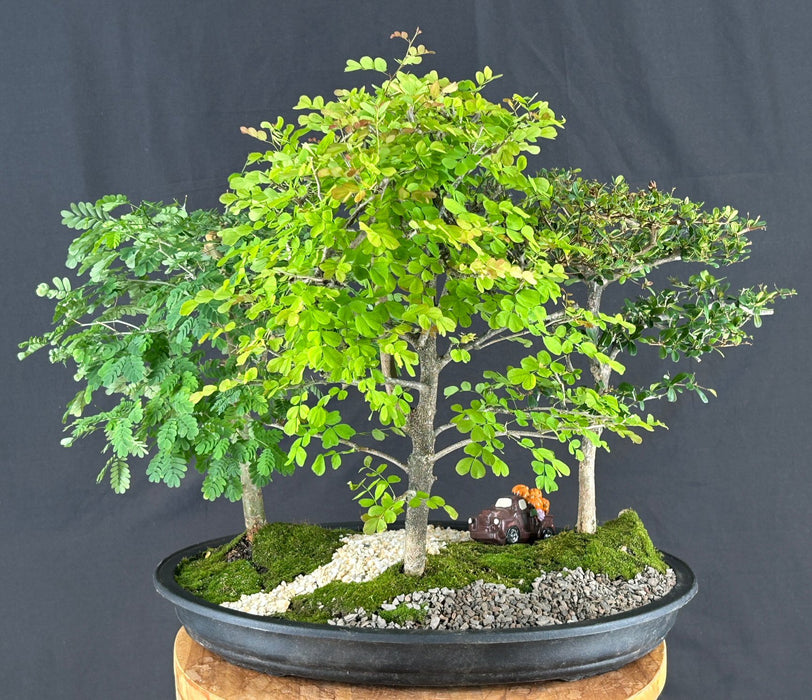 Flowering Three Tree Bonsai Forest Group
