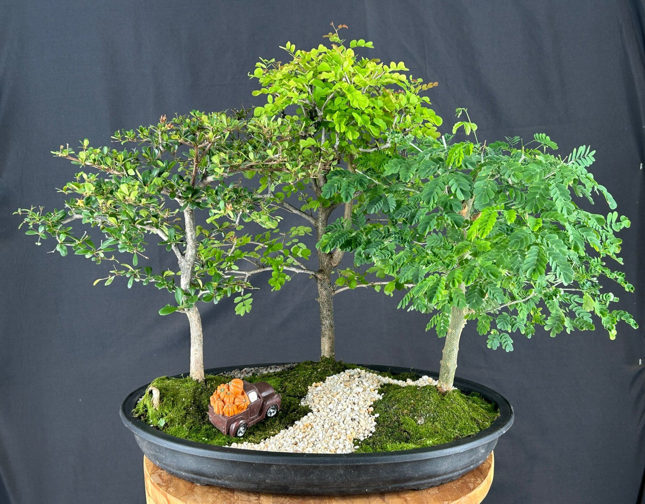 Flowering Three Tree Bonsai Forest Group