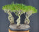 Chinese Flowering White Serissa Bonsai Tree - Three (3) Tree Forest Group with Exposed Roots - (Serissa Japonica)