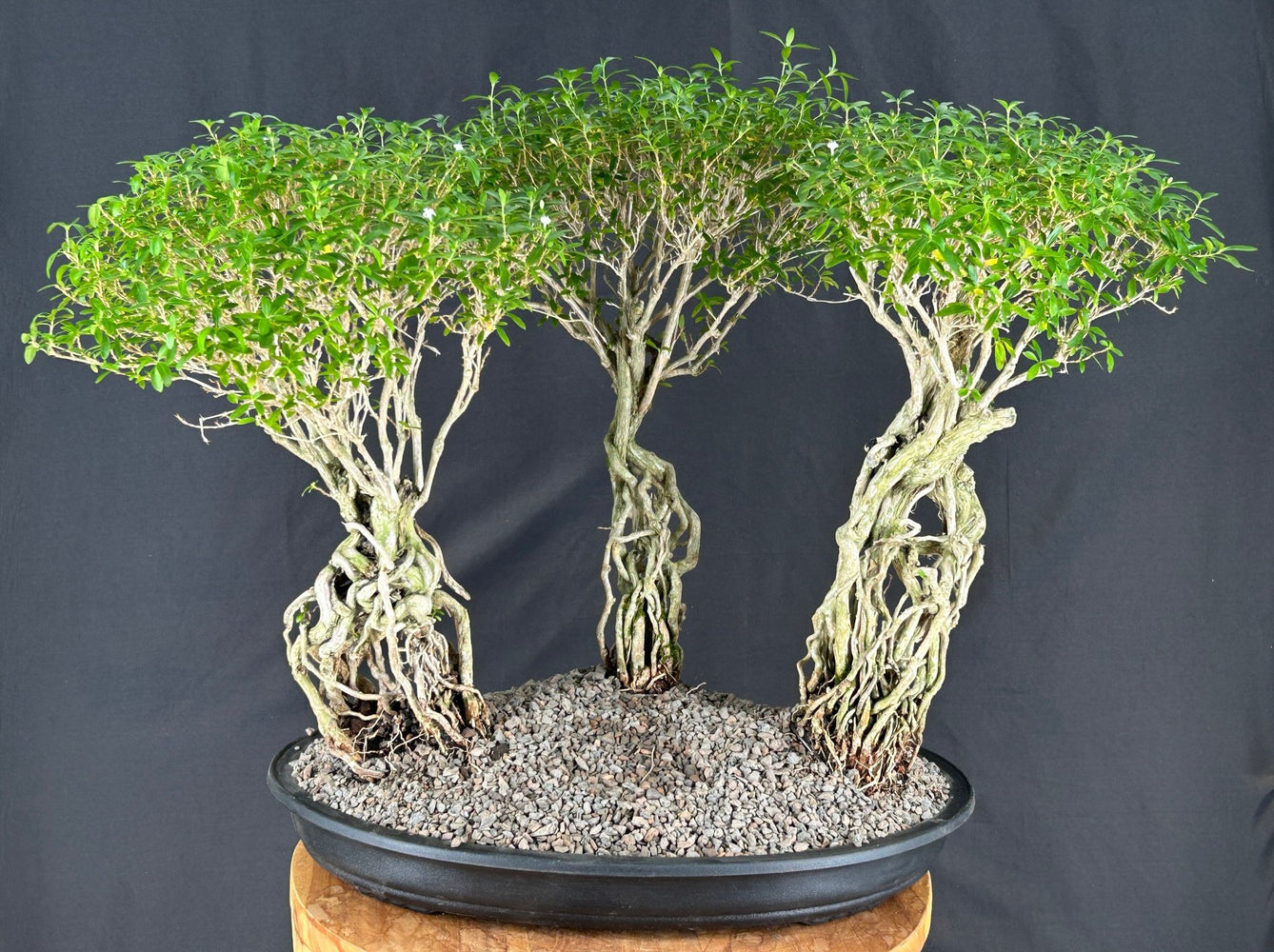 Chinese Flowering White Serissa Bonsai Tree - Three (3) Tree Forest Group with Exposed Roots - (Serissa Japonica)
