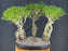 Chinese Flowering White Serissa Bonsai Tree - Three (3) Tree Forest Group with Exposed Roots - (Serissa Japonica)